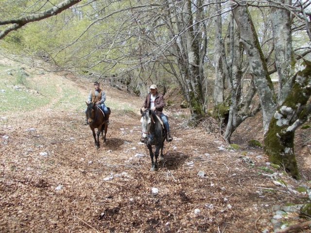 Asociación ecuestre de L'Aquila